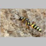 Cerceris arenaria - Grabwespe w11c 12mm Nestanflug mit Ruesselkaefer.jpg